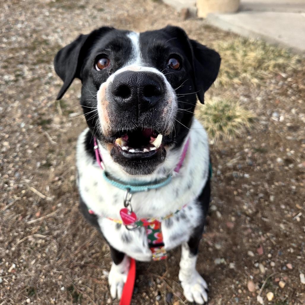 Enlarge Iris, a Adoptable Mixed Breed in Glenwood Springs, CO image 4/6