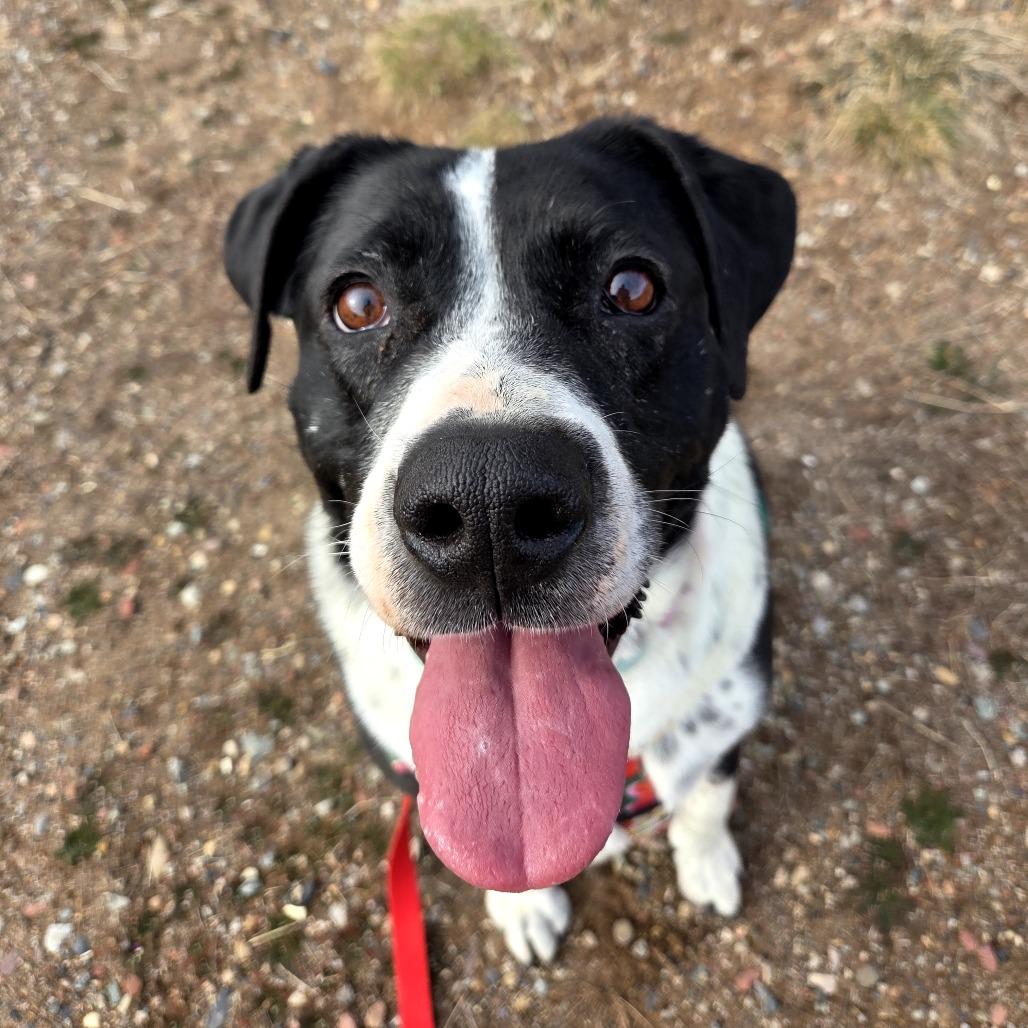 Enlarge Iris, a Adoptable Mixed Breed in Glenwood Springs, CO image 5/6