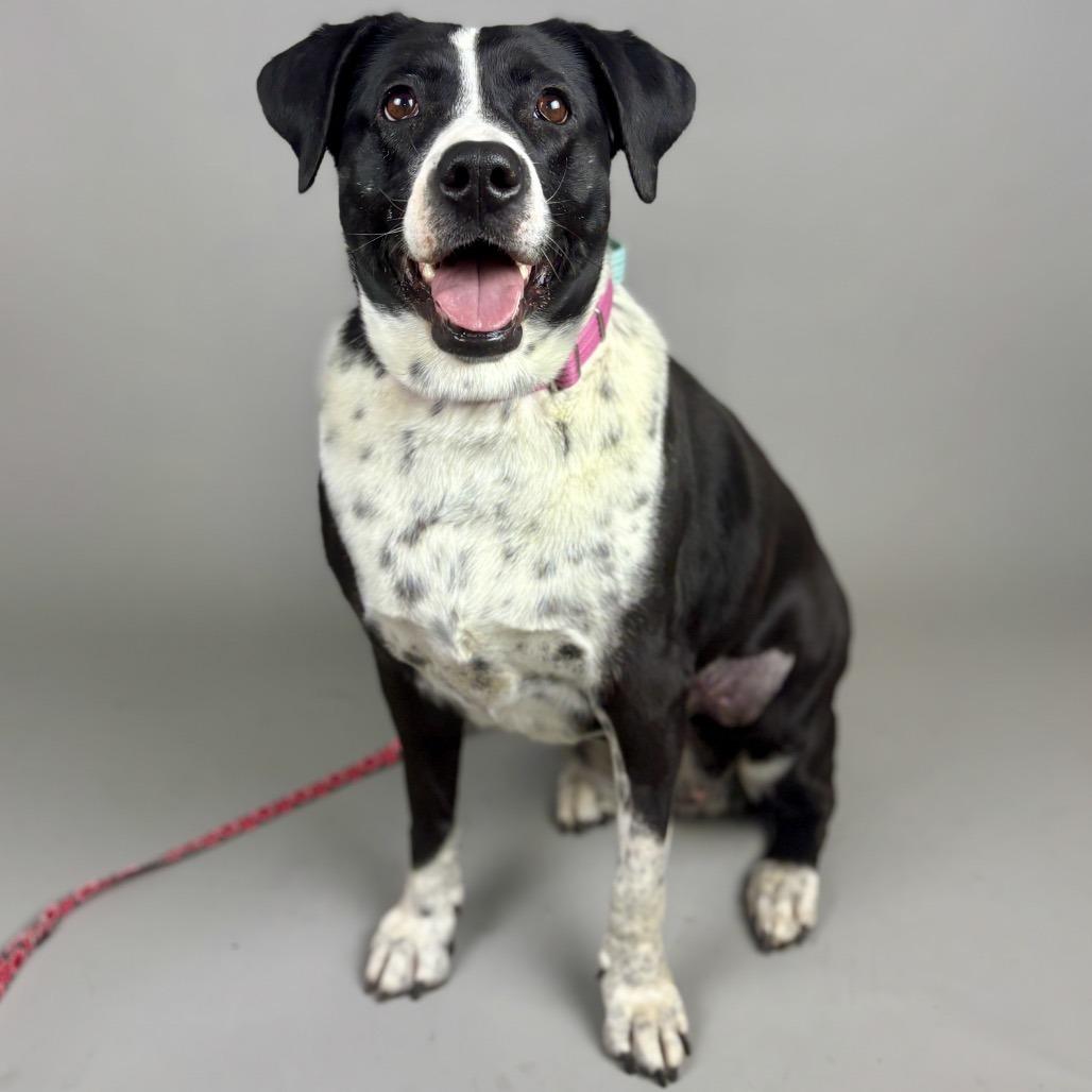 Enlarge Iris, a Adoptable Mixed Breed in Glenwood Springs, CO image 6/6