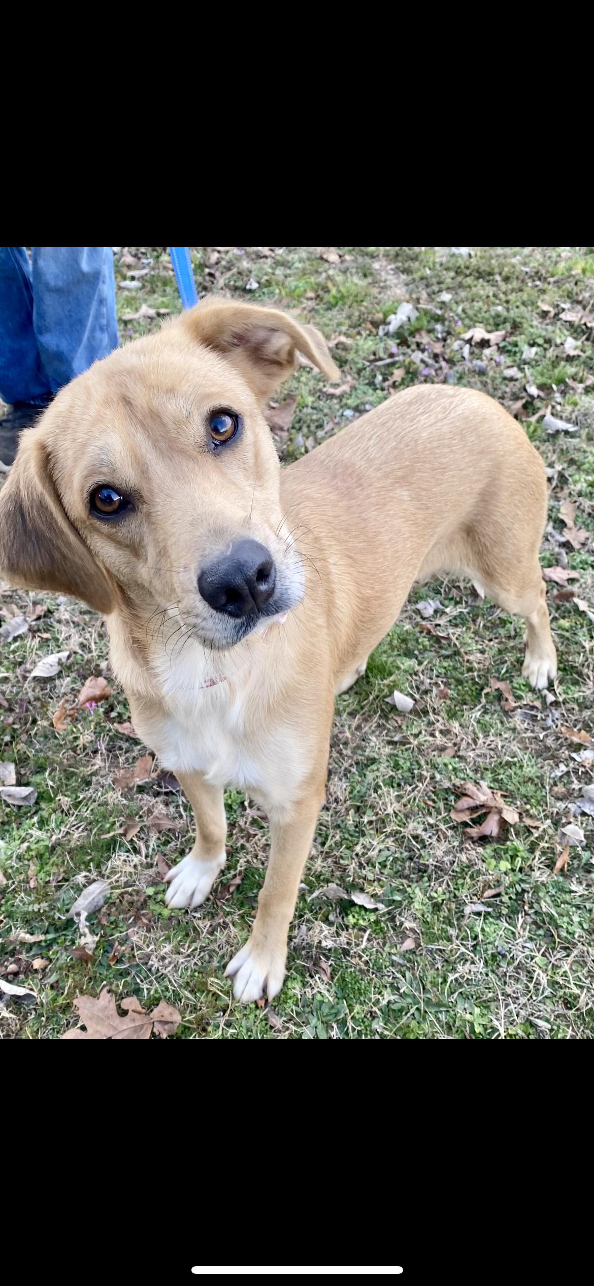 Enlarge Cinnamon, an adopted mixed breed in Branford, CT image 1/4