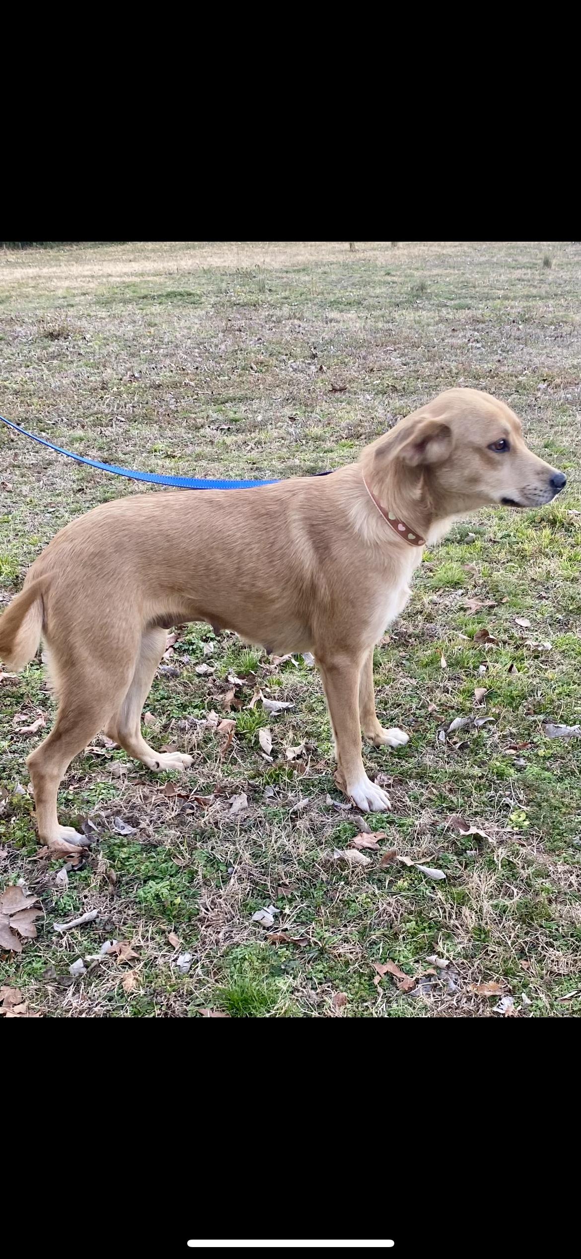 Enlarge Cinnamon, an adopted mixed breed in Branford, CT image 4/4