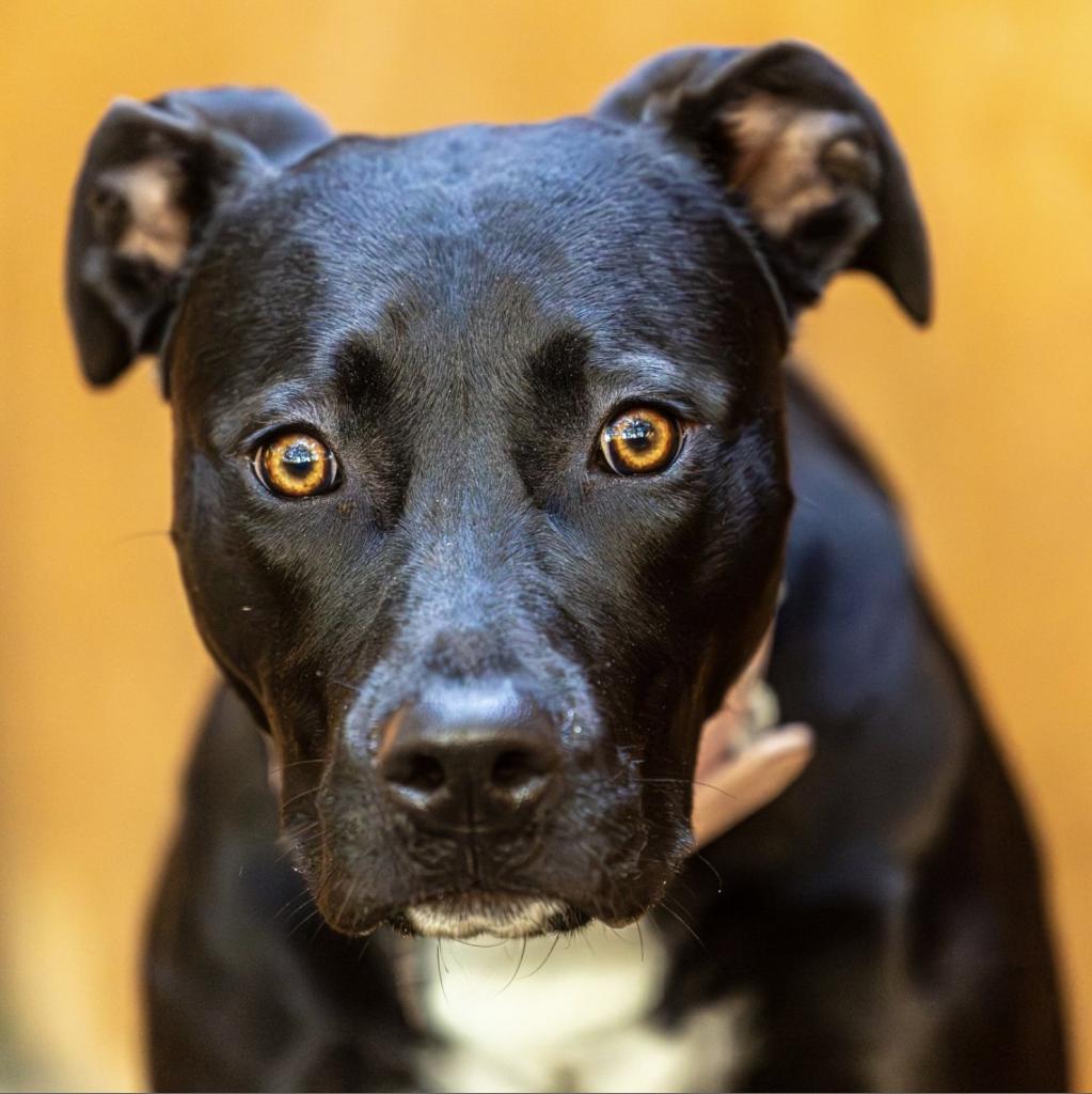 Enlarge Leona, a Adoptable Mixed Breed in Decatur, GA image 1/6