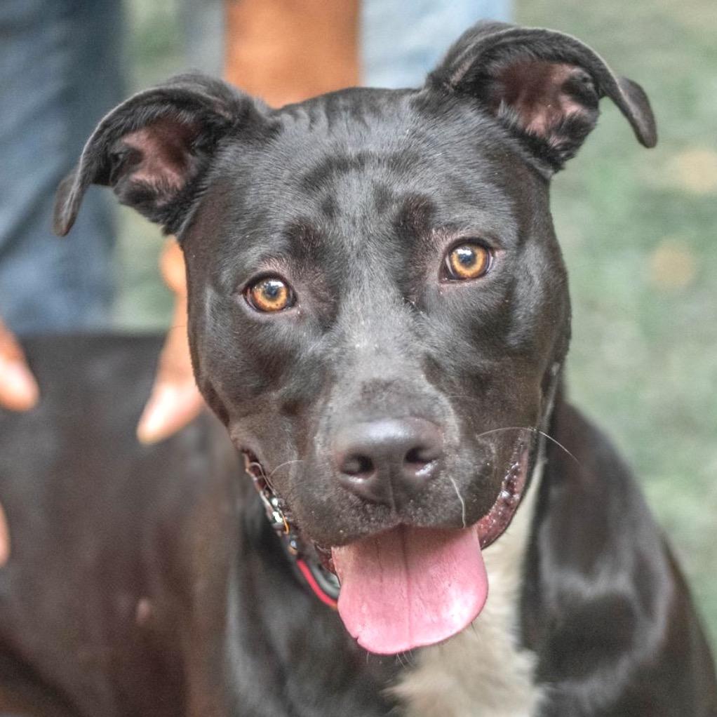 Enlarge Leona, a Adoptable Mixed Breed in Decatur, GA image 2/6