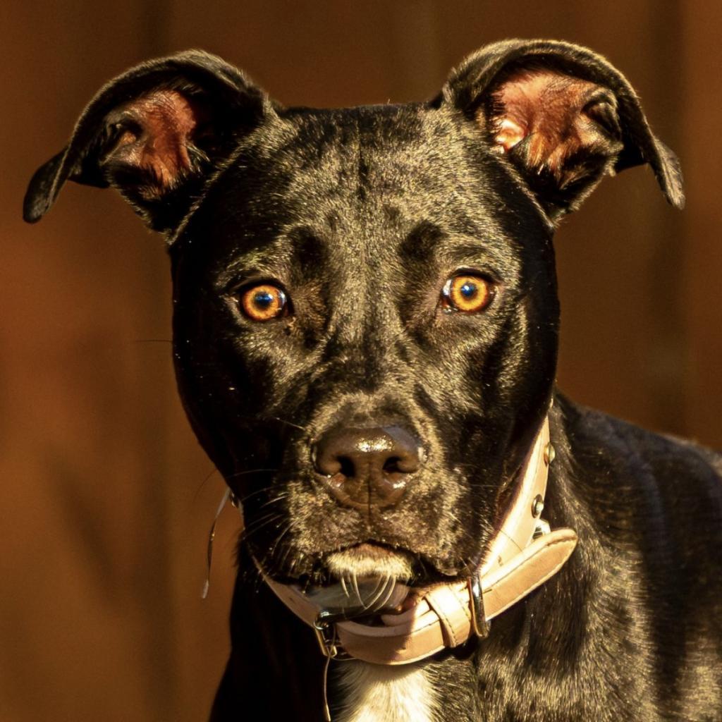 Enlarge Leona, a Adoptable Mixed Breed in Decatur, GA image 3/6