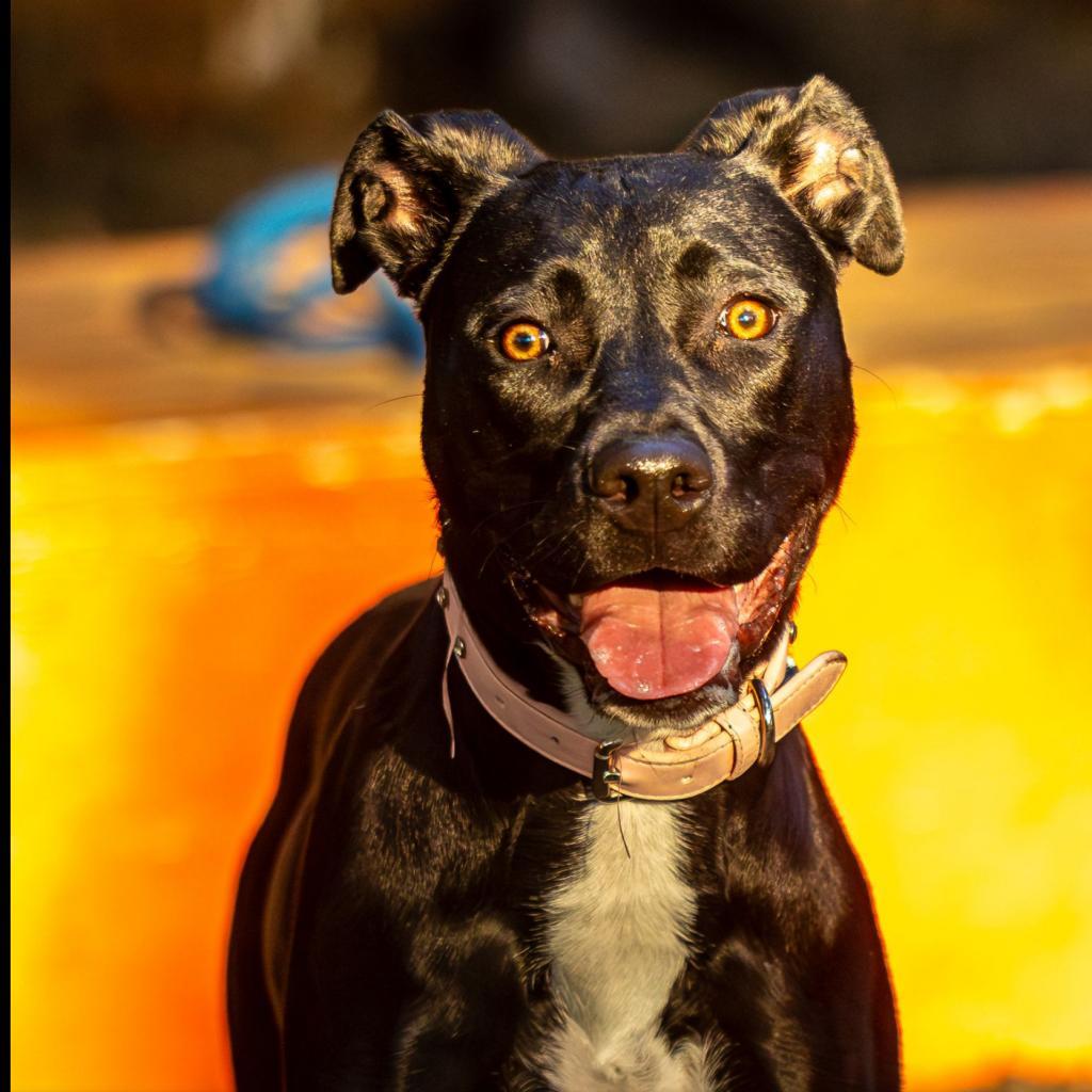 Enlarge Leona, a Adoptable Mixed Breed in Decatur, GA image 4/6