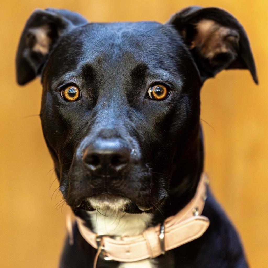 Enlarge Leona, a Adoptable Mixed Breed in Decatur, GA image 5/6