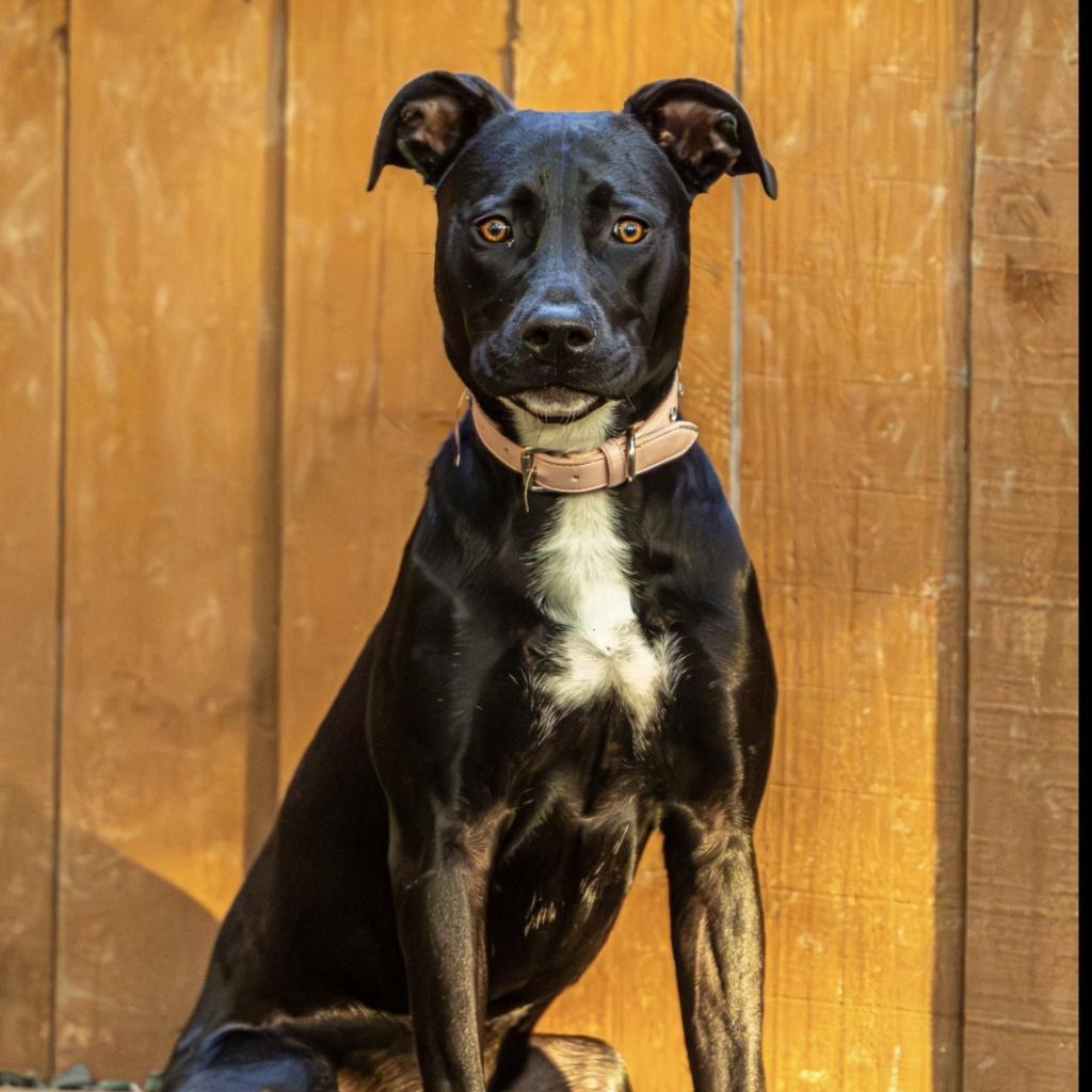 Enlarge Leona, a Adoptable Mixed Breed in Decatur, GA image 6/6