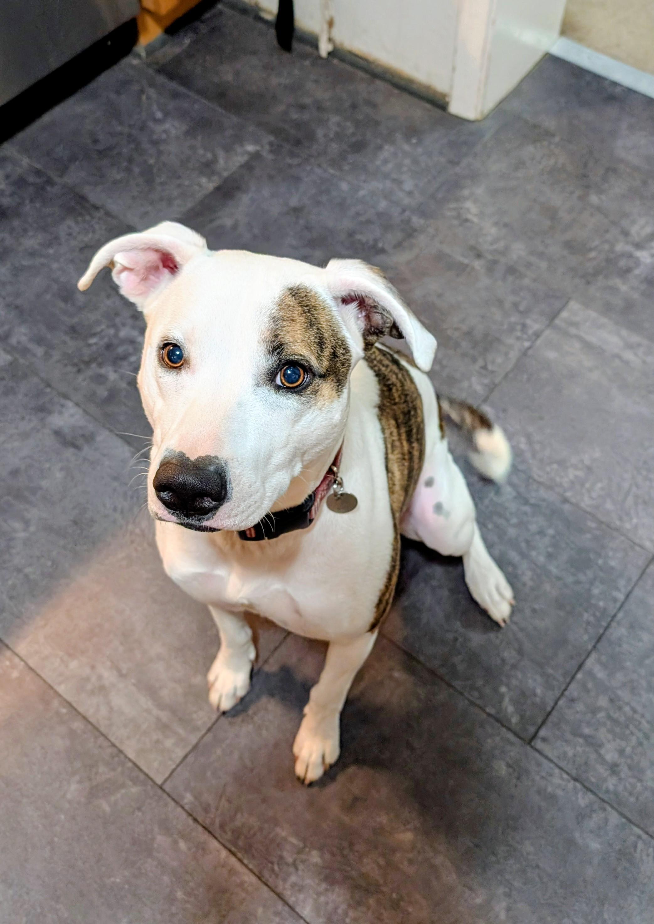 Piper, Adoptable, Young Female Pit Bull Terrier & Husky.