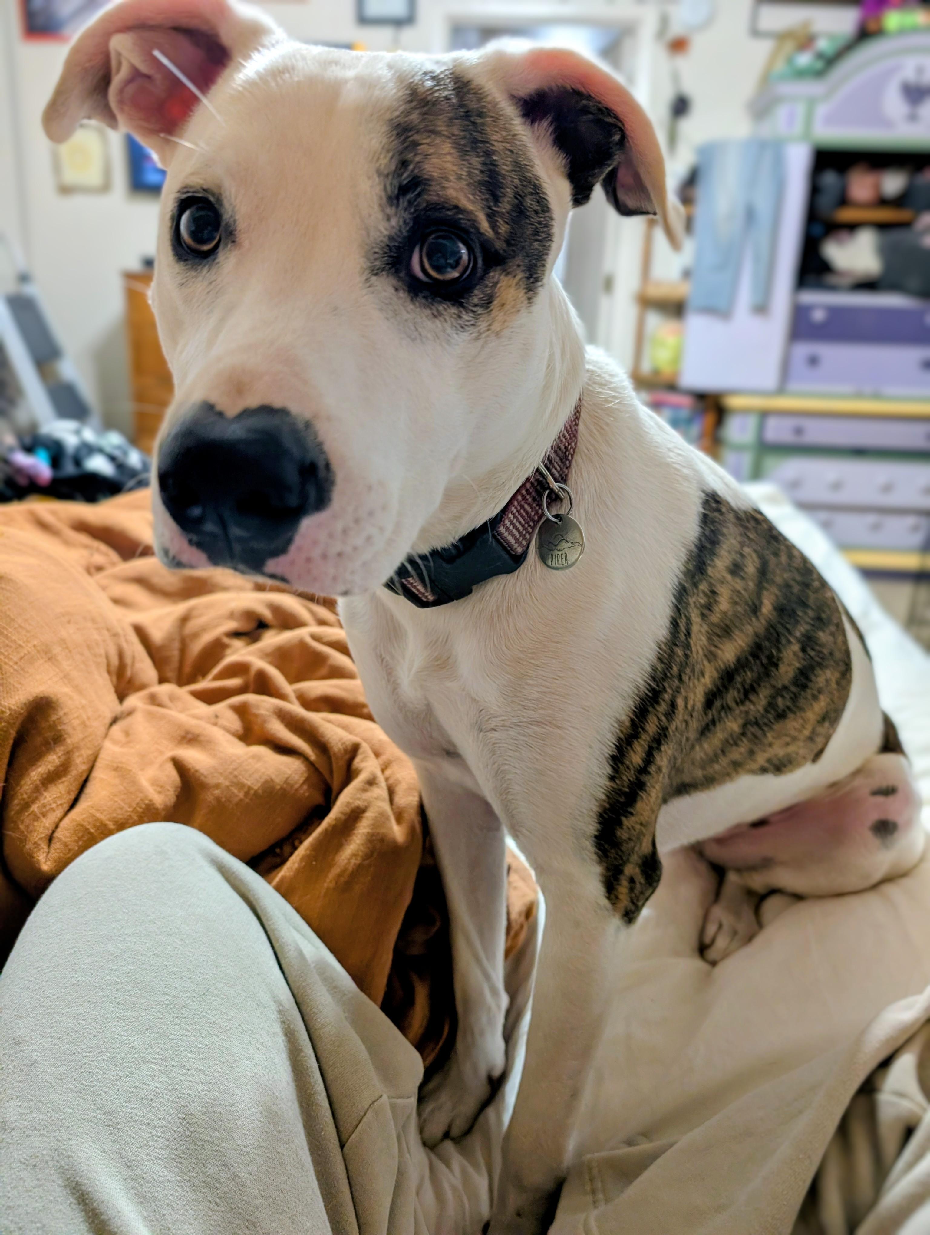 Enlarge Piper, a Adoptable mixed breed in Williamsburg, NM image 2/4