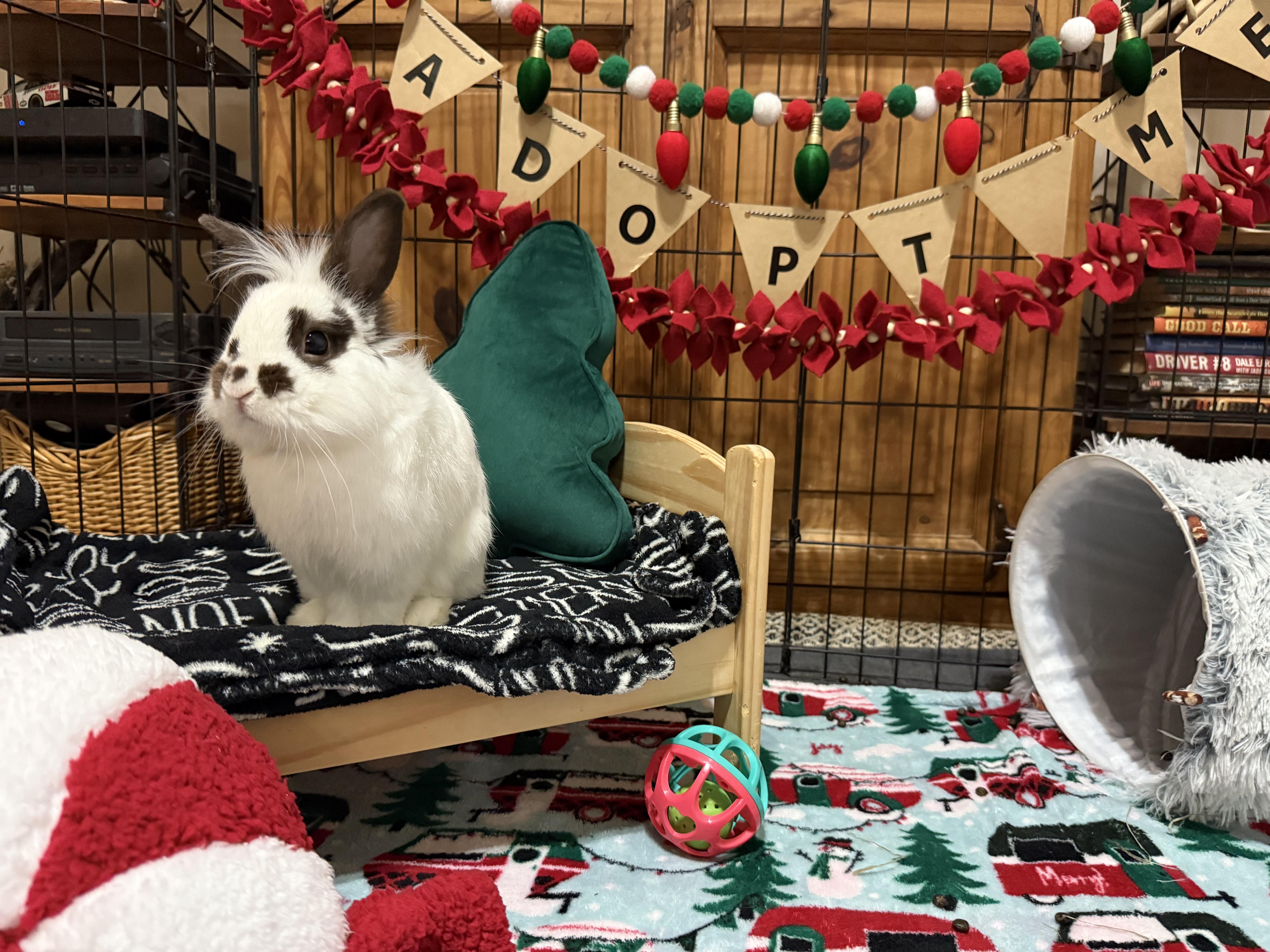 Theo, adopted, Adult Male Dwarf & Lionhead.