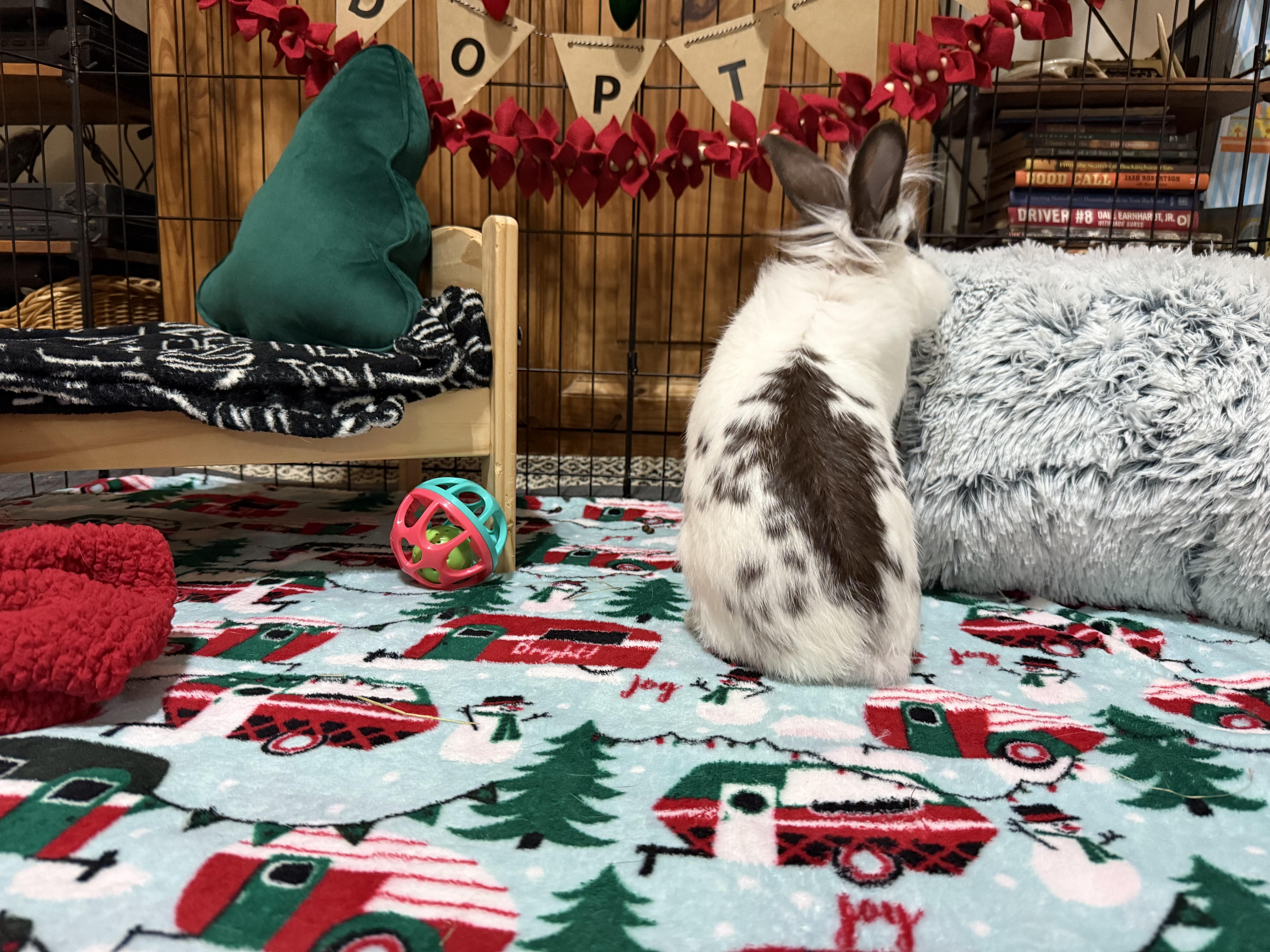 Enlarge Theo, an adopted mixed breed in Little Rock, AR image 3/4