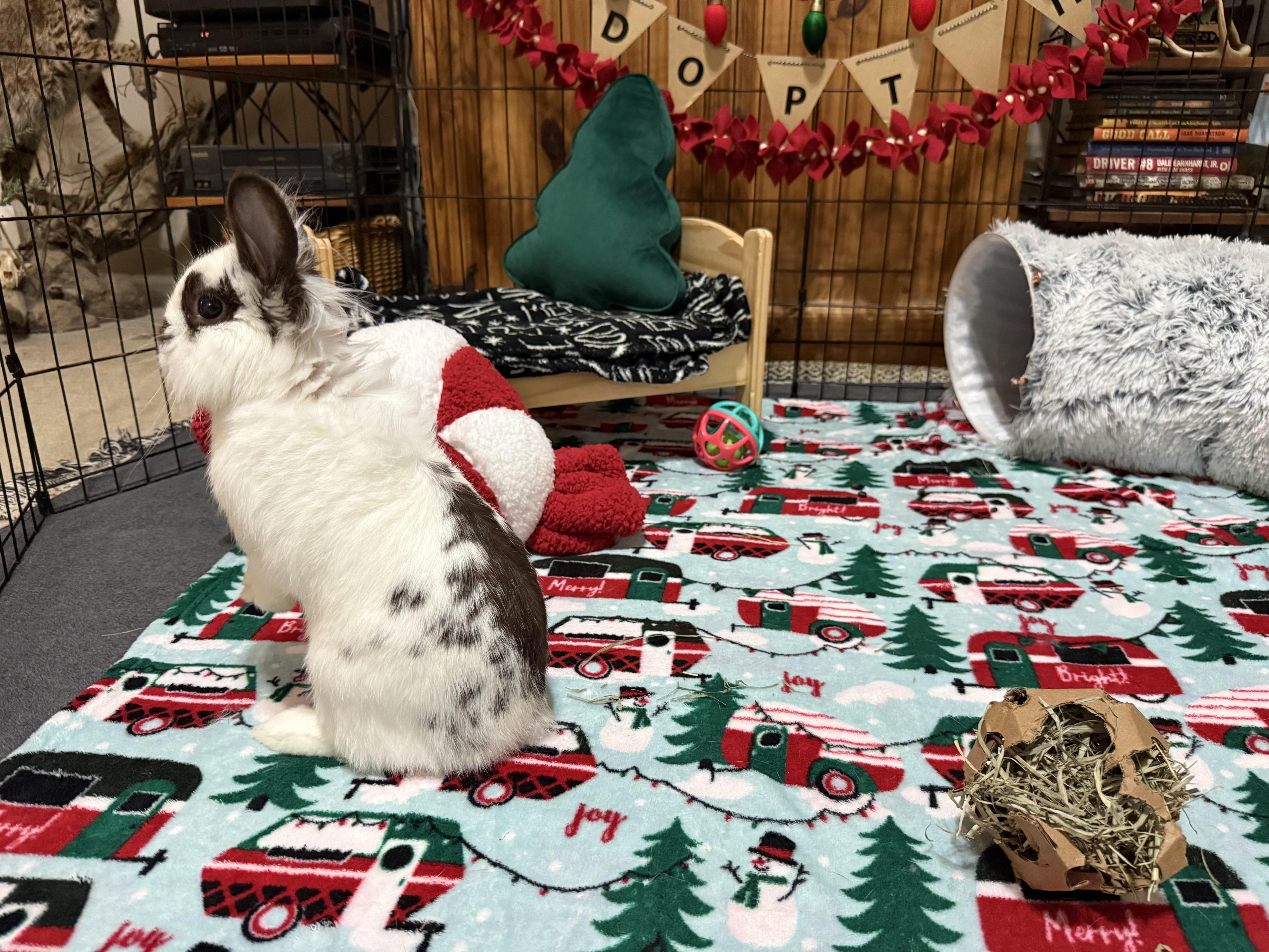 Enlarge Theo, an adopted mixed breed in Little Rock, AR image 4/4