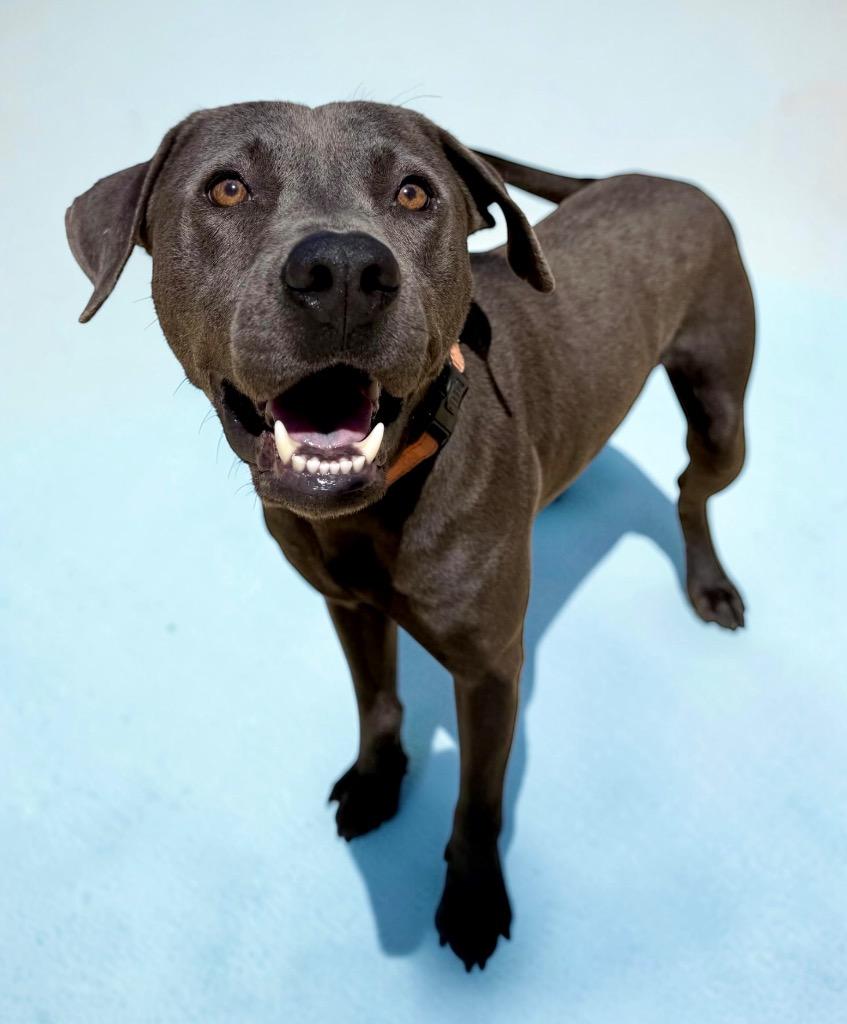 Dusty, Adoptable, Young Male Labrador Retriever & Mixed Breed.