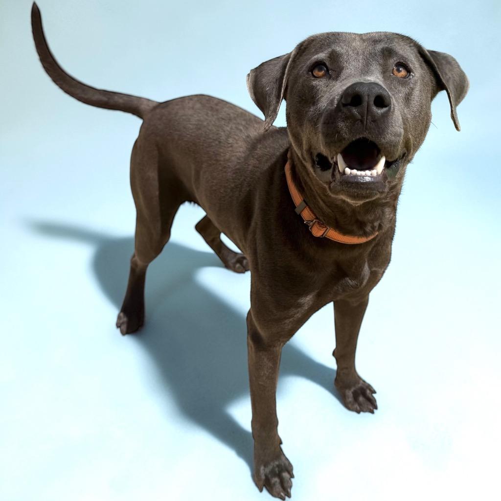 Enlarge Dusty, a Adoptable mixed breed in Luling, TX image 1/3