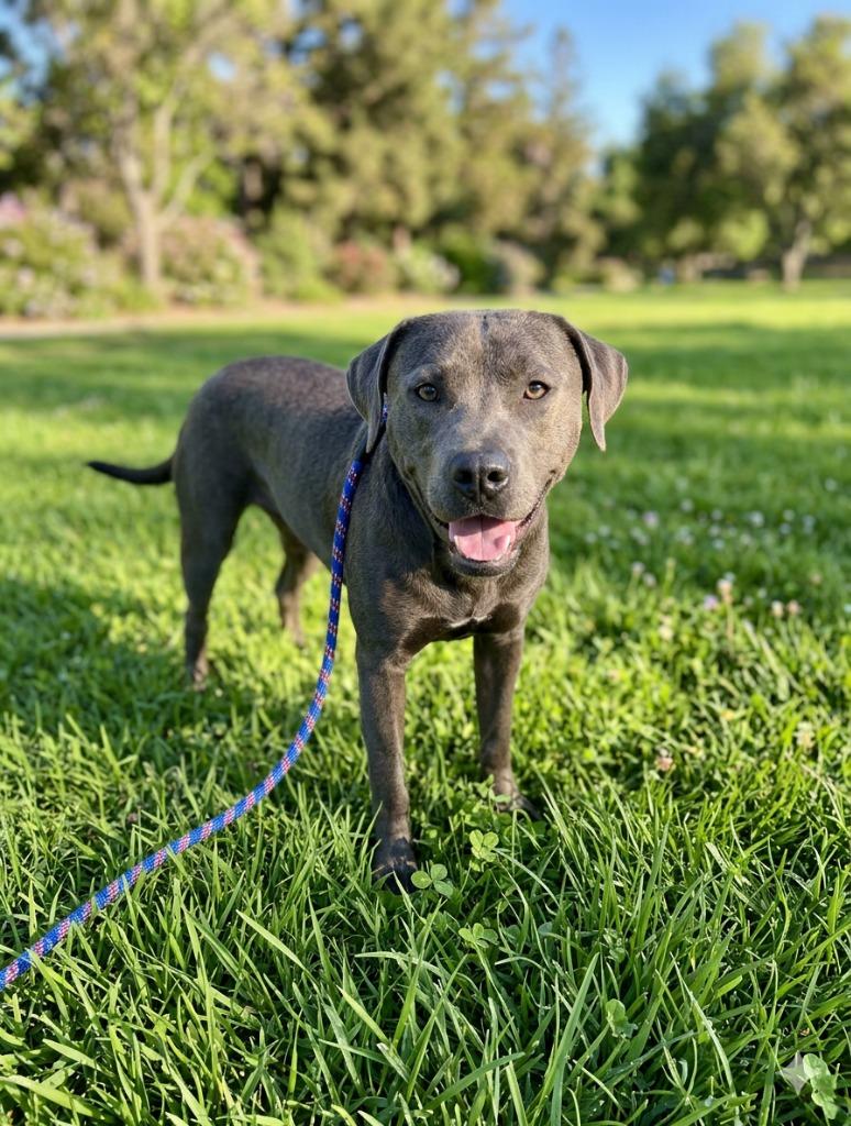 Enlarge Dusty, a Adoptable mixed breed in Luling, TX image 3/3
