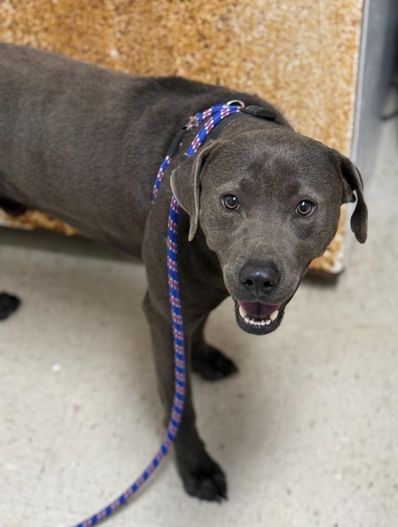 Dusty, Adoptable, Adult Male Hound.