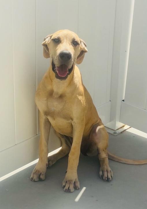 BLONDE, Adoptable, Young Female Great Dane.