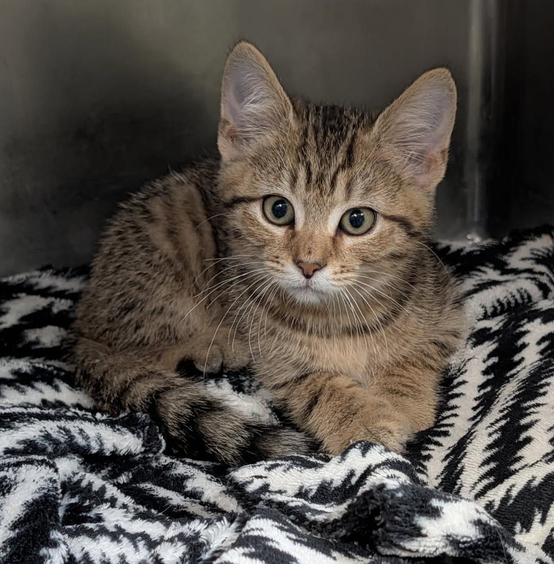 Pot Pie (Tart's Kitten) (Neutered) (Photos May-June 2026), adopted, Kitten Male Tabby & Domestic Short Hair.