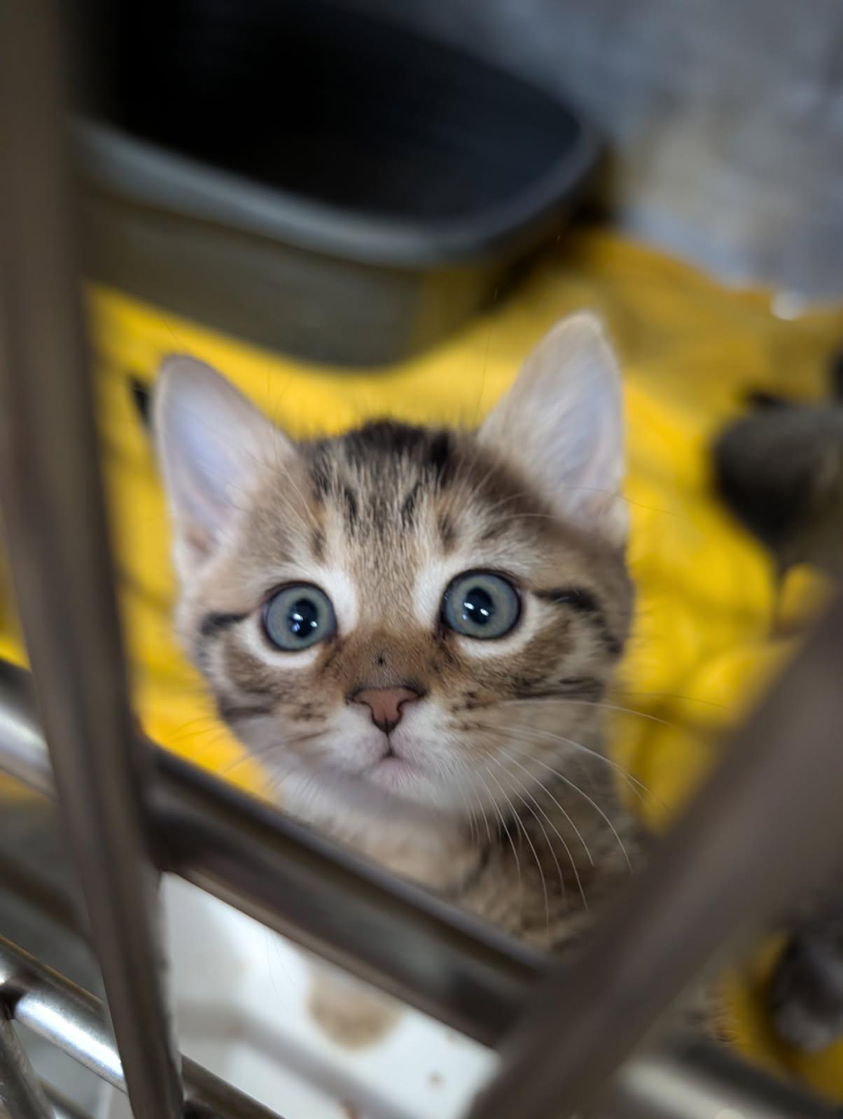 Enlarge Pot Pie (Tart's Kitten) (Neutered) (Photos May-June 2026), an adopted mixed breed in Marietta, OH image 5/6