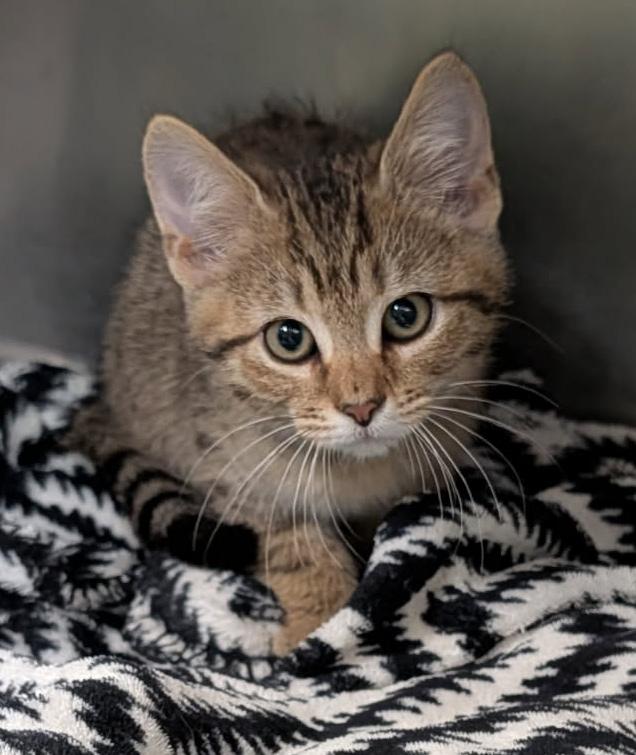 Enlarge Pot Pie (Tart's Kitten) (Neutered) (Photos May-June 2026), an adopted mixed breed in Marietta, OH image 4/6