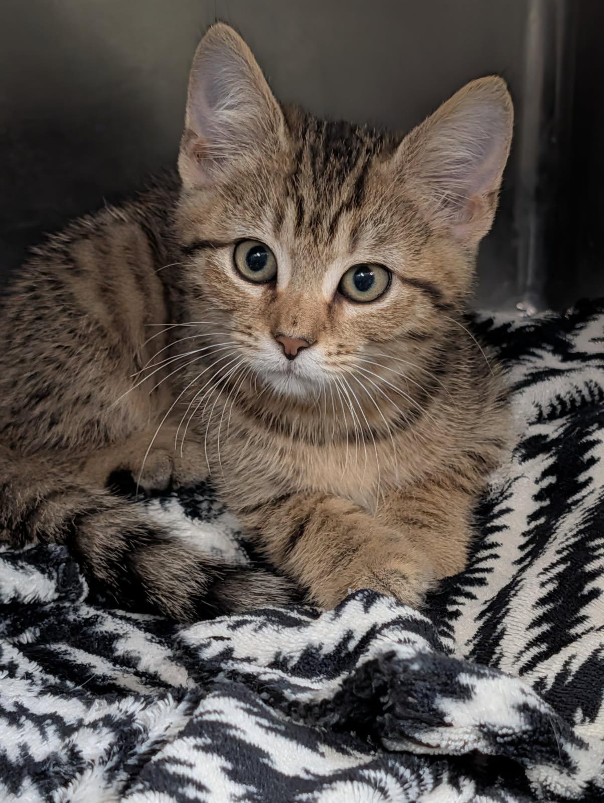 Enlarge Pot Pie (Tart's Kitten) (Neutered) (Photos May-June 2026), an adopted mixed breed in Marietta, OH image 3/6