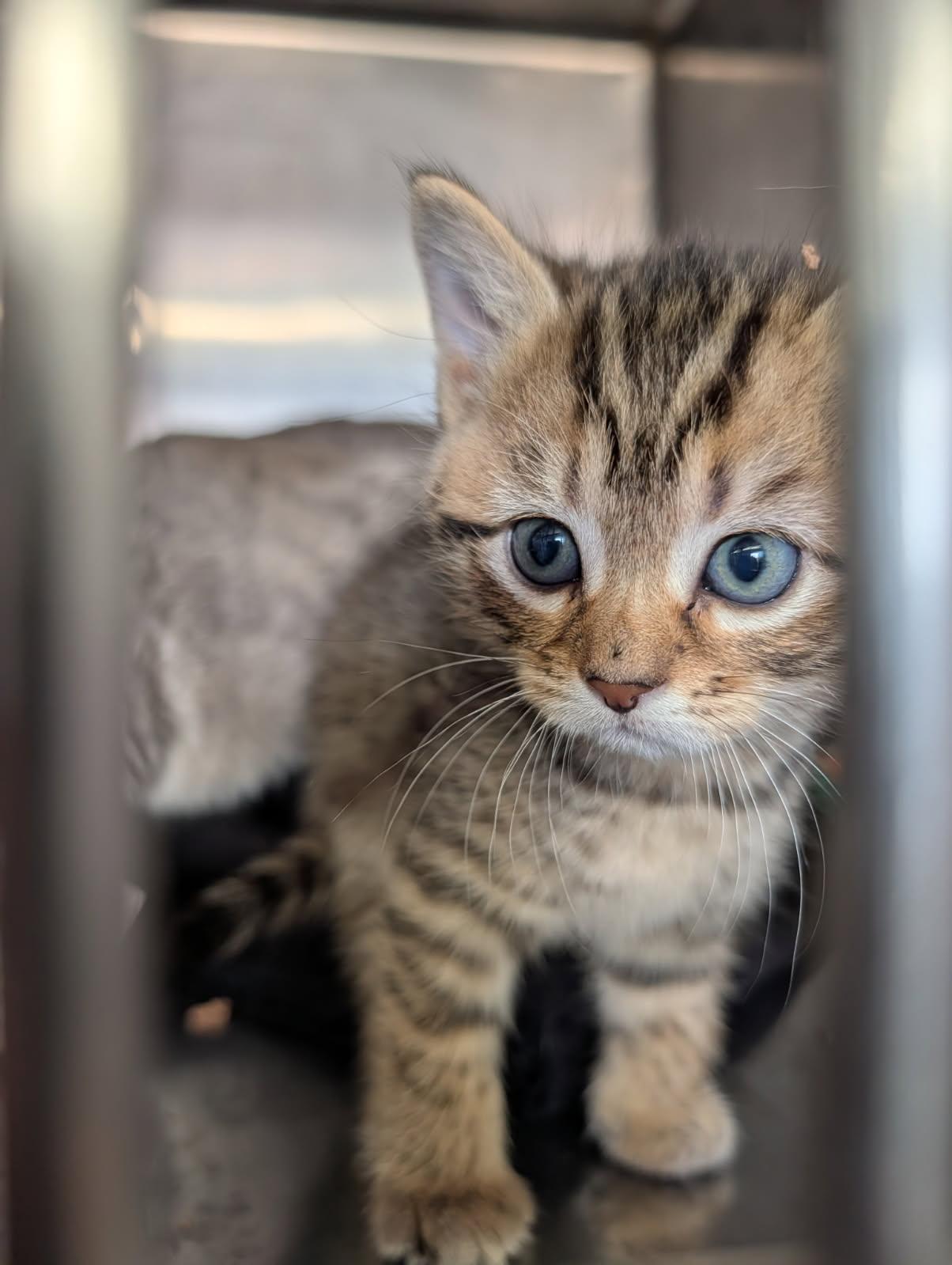 Enlarge Pot Pie (Tart's Kitten) (Neutered) (Photos May-June 2026), an adopted mixed breed in Marietta, OH image 6/6