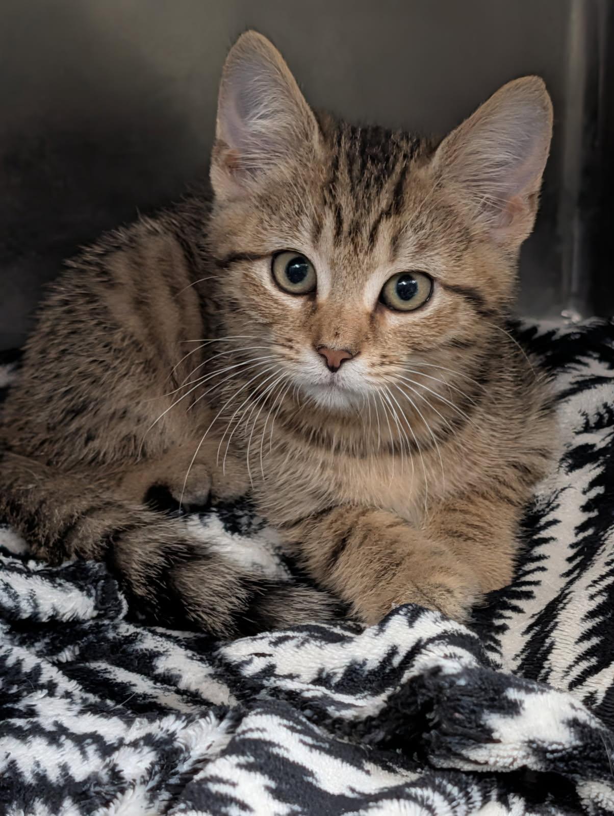 Enlarge Pot Pie (Tart's Kitten) (Neutered) (Photos May-June 2026), an adopted mixed breed in Marietta, OH image 2/6
