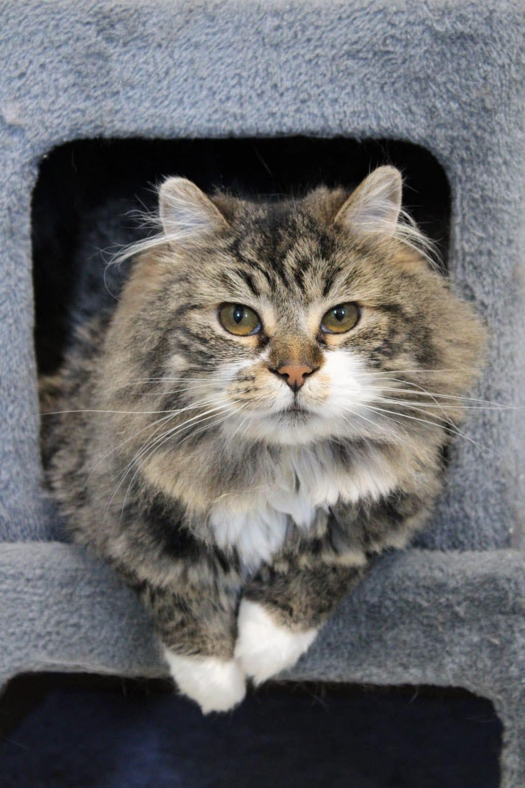 Oliver, Adoptable, Adult Male Domestic Medium Hair.