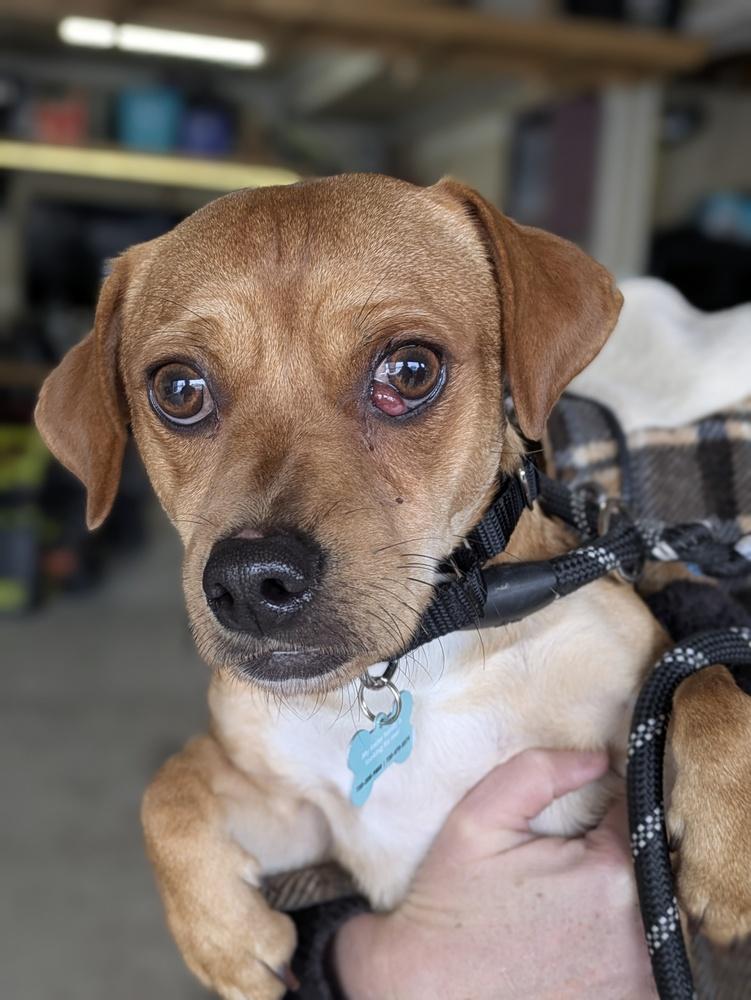 Zayn, Adoptable, Adult Male Chihuahua.