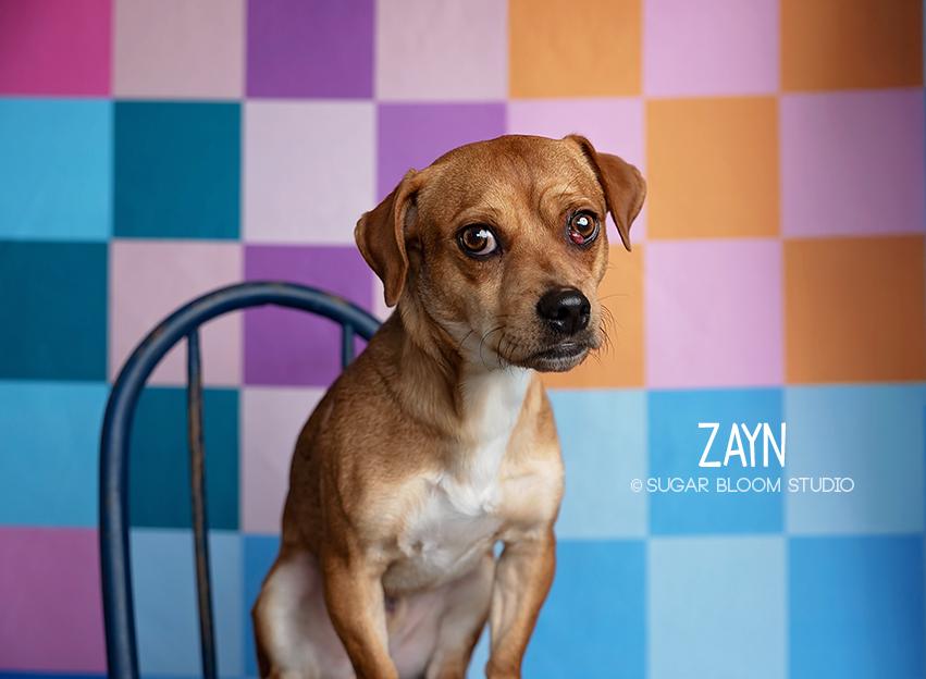 Zayn, a Adoptable mixed breed in Littleton, CO image 2/6
