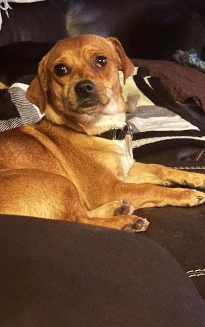 Zayn, a Adoptable mixed breed in Littleton, CO image 3/6