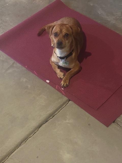 Zayn, a Adoptable mixed breed in Littleton, CO image 4/6