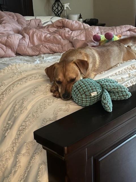 Zayn, a Adoptable mixed breed in Littleton, CO image 5/6