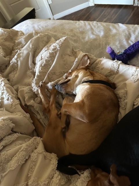 Zayn, a Adoptable mixed breed in Littleton, CO image 6/6