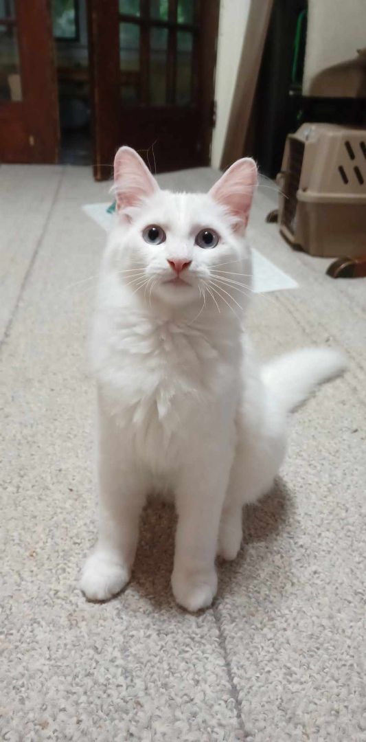 Opal and Beryl , Adopted, Young Female Domestic Long Hair.