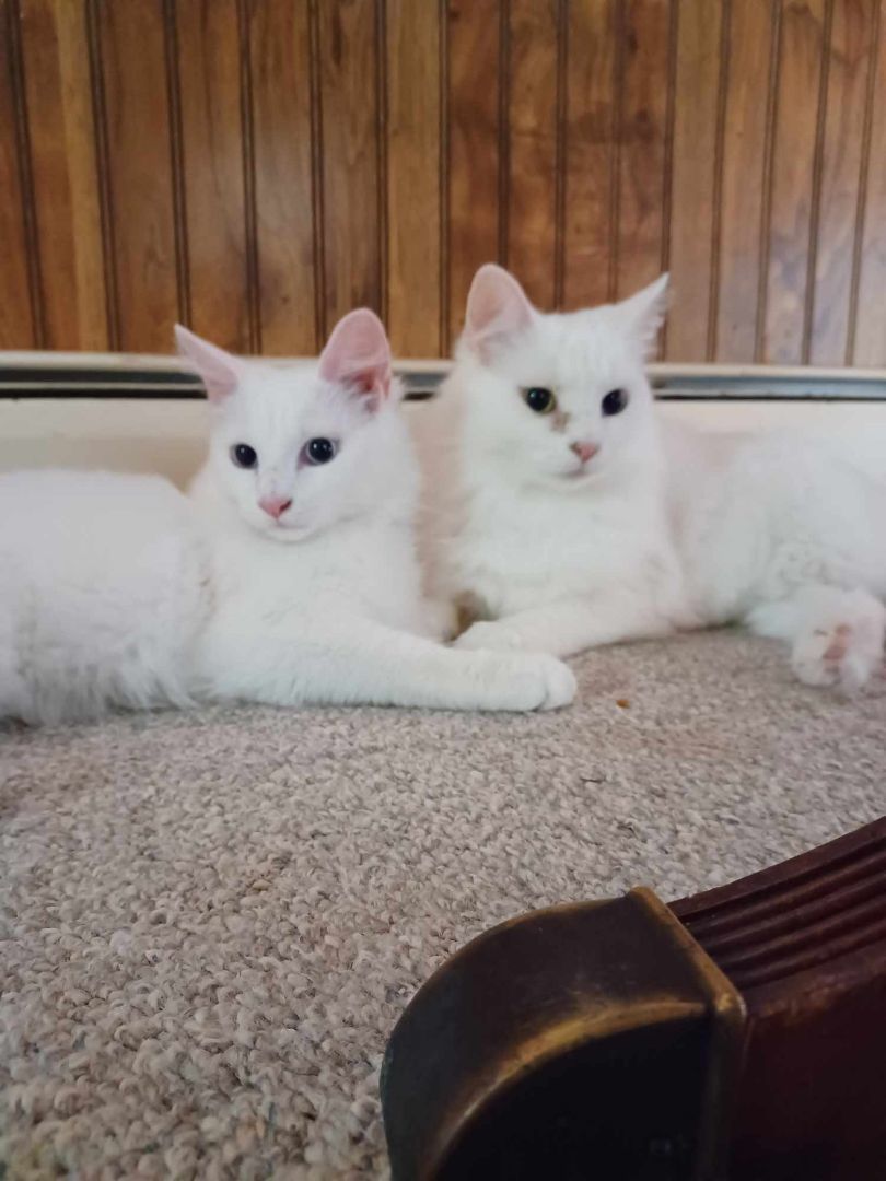Opal and Beryl , a Adopted Domestic Long Hair in Hamilton, MI image 2/6