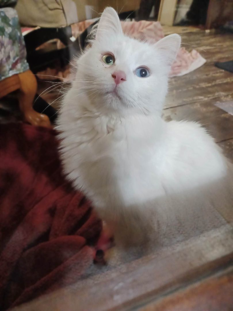 Opal and Beryl , a Adopted Domestic Long Hair in Hamilton, MI image 3/6