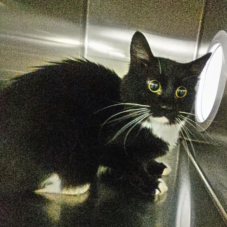 Enlarge Wonder*, a Adoptable Domestic Short Hair in San Gabriel, CA image 1/2