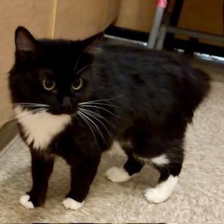 Enlarge Wonder*, a Adoptable Domestic Short Hair in San Gabriel, CA image 2/2