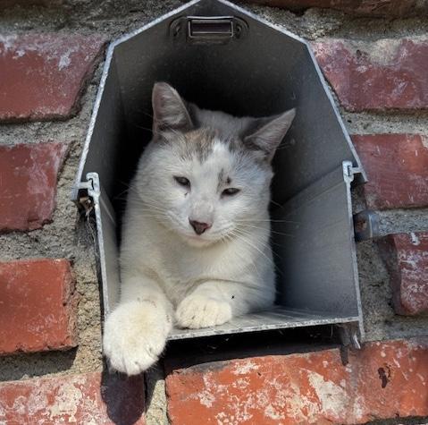 Enlarge Sushi & Taffy, a ADOPTABLE Domestic Short Hair in Sherman Oaks, CA image 3/6