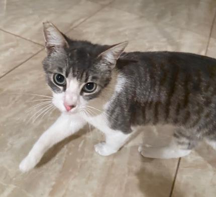 Enlarge Sushi & Taffy, a ADOPTABLE Domestic Short Hair in Sherman Oaks, CA image 2/6