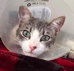 Enlarge Sushi & Taffy, a ADOPTABLE Domestic Short Hair in Sherman Oaks, CA image 4/6