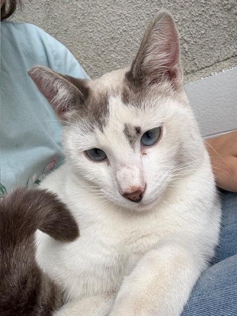 Enlarge Sushi & Taffy, a ADOPTABLE Domestic Short Hair in Sherman Oaks, CA image 5/6