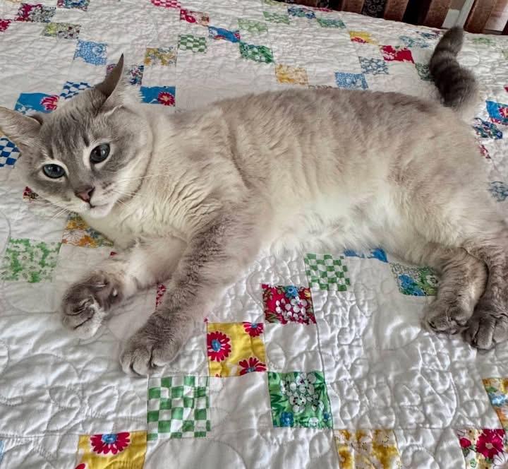 Nala, a ADOPTABLE Siamese in Columbia, MO image 4/4