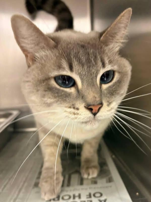 Nala, a ADOPTABLE Siamese in Columbia, MO image 1/4