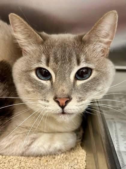 Nala, a ADOPTABLE Siamese in Columbia, MO image 2/4