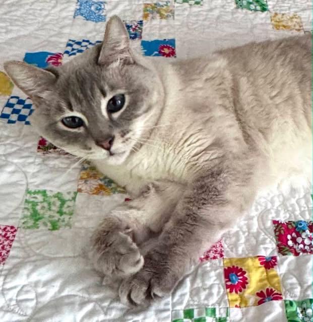 Nala, a ADOPTABLE Siamese in Columbia, MO image 3/4