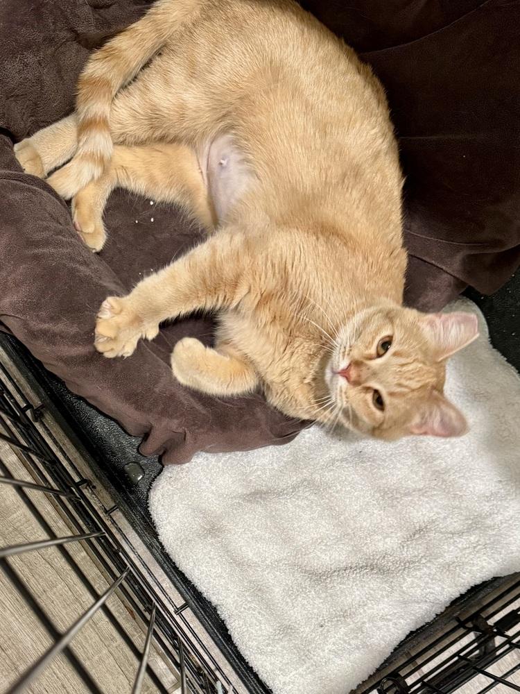 Enlarge Ginger, a Adoptable American Shorthair in Lancaster, CA image 1/5