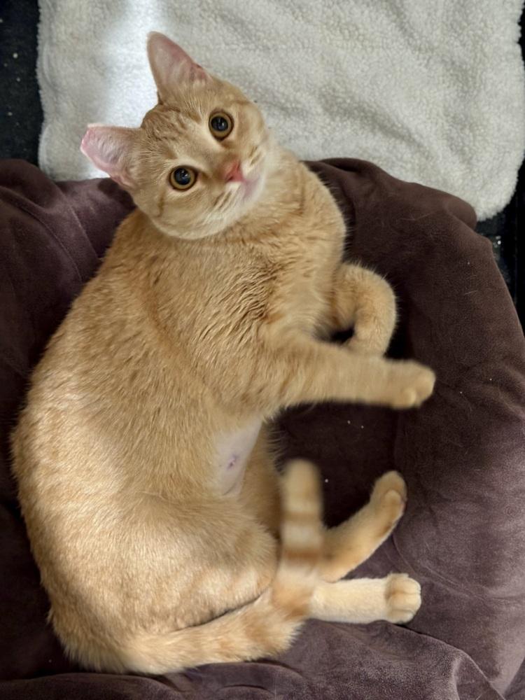 Enlarge Ginger, a Adoptable American Shorthair in Lancaster, CA image 2/5