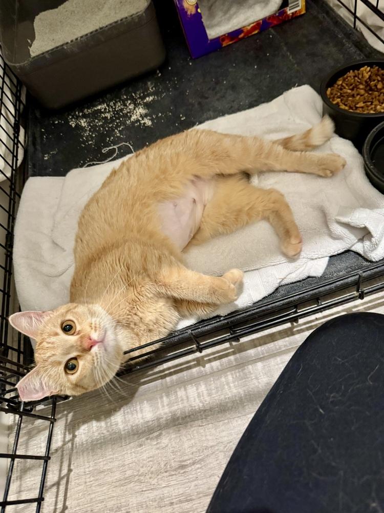 Enlarge Ginger, a Adoptable American Shorthair in Lancaster, CA image 3/5